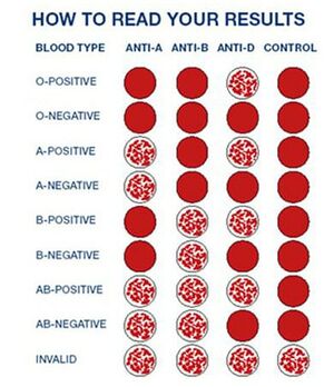 Identifying different Blood Types