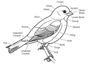 Diagram of a bird's body structure