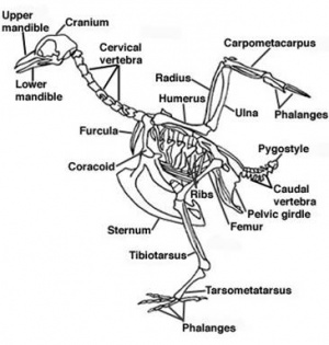 Diagram of a bird's skeletal structure
