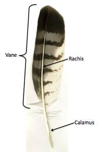 Diagram of a bird's feather